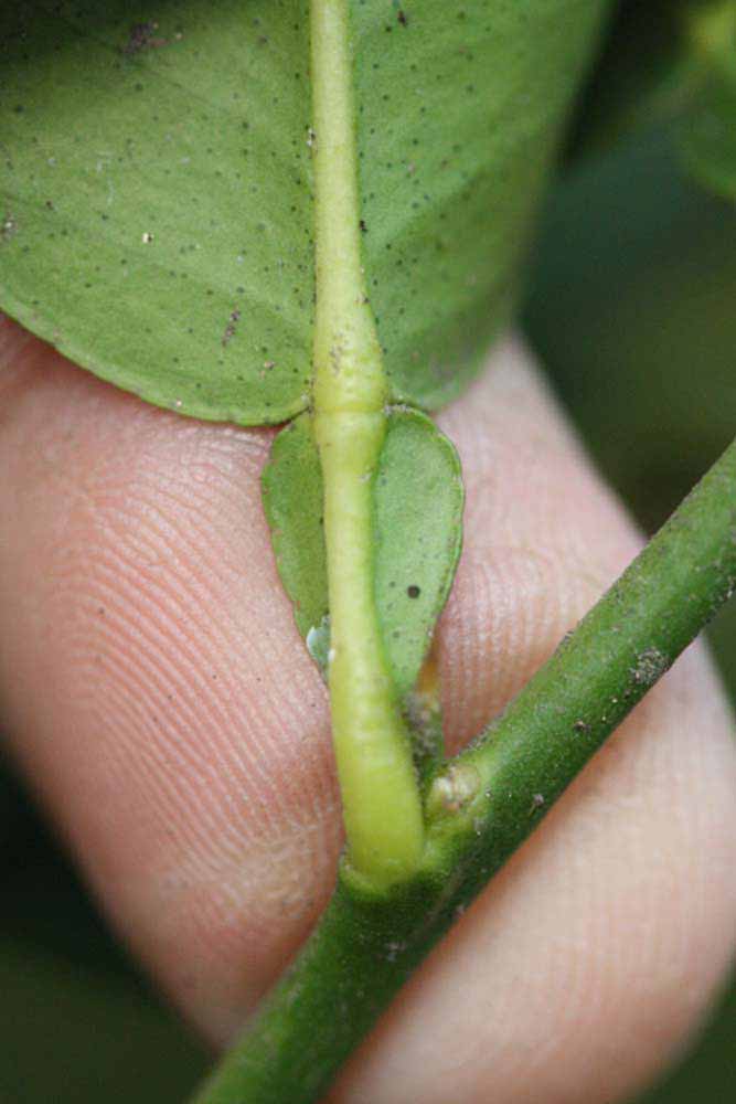              Petiole (Riverside, CA)       